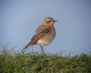 Wheatear15.jpg