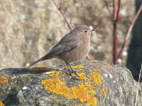 Black Redstart6.jpg