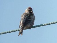 M Redpoll3.jpg