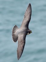 t_peregrine3_8082-3.jpg