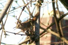 northernhousewren (Large).jpg