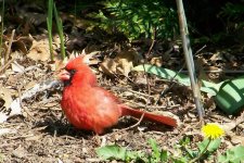 northerncardinal1 (Large).jpg