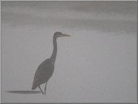 Grey-Heron.jpg