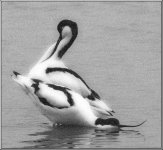 Avocet.jpg