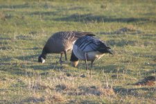 Cackling-Goose-(minima)-(4).jpg