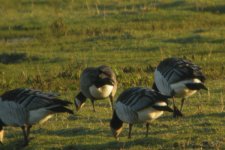 Cackling-Goose-(minima)-(38).jpg