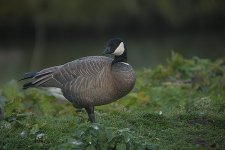 Cackling-Goose---Caerlaverock-(10).jpg