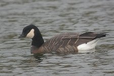 Cackling-Goose---Caerlaverock-(24).jpg