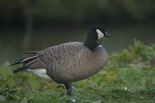 Cackling-Goose---Caerlaverock-(27).jpg