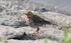 4.RedThroatedPipit.JPG