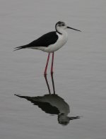 5.BlackWingedStilt.JPG