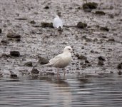 Iceland-Gull-again!.jpg