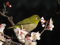 Japanese White Eye 784mm.JPG