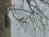 Beds barn owl 2.jpg