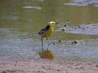 02 - Citrine Wagtail.jpg