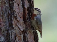 03 - Kruper's Nuthatch.jpg