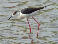 04 - Black-winged Stilt.jpg