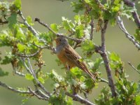 04 - Cretzschmar's Bunting.jpg