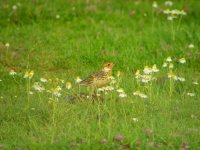 04 - Red-throated Pipit.jpg