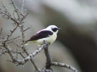 05 - Black-eared Wheatear.jpg