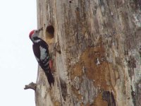 05 - Middle Spotted Woodpecker.jpg