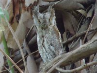 05 - Scops Owl.jpg