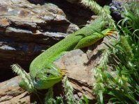 06 - Balkan Green Lizard.jpg