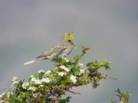 07 - Cinereous Bunting.jpg