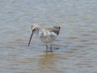 08 - Marsh Sandpiper.jpg