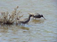 08 - Spotted Redshank.jpg