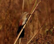 LesserCoucal1 - Copy.jpg