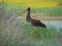 09 - Black Stork.jpg