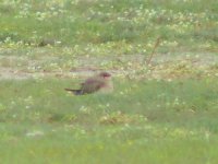 09 - Collared Pratincole.jpg