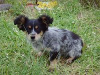 09 - Mickey (stray dog at Kalloni Saltpans).jpg