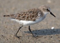 littlestint1.jpg