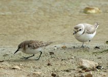 little-stint1.jpg