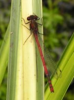 large red damselfly.jpg