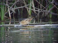 10 - Little Crake.jpg