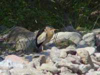 12 - Little Bittern.JPG