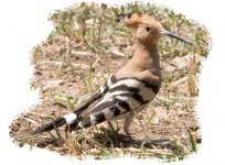 Hoopoe2.jpg