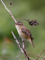 2.SedgeWarbler.JPG