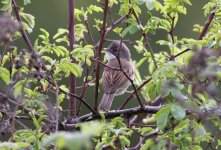 3.Whitethroat.JPG