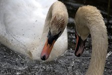 Mute swan (R).jpg