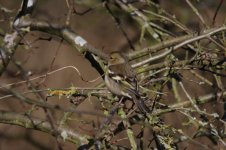 Chaffinch_female_forum.jpg