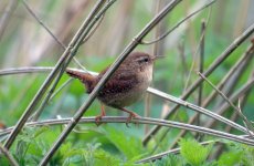 Wren 2 (R).jpg