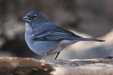 blue_chaffinch.jpg