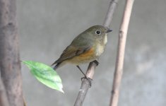 5.OrangeFlankedBushRobin.JPG