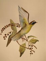 Art Common Yellow throat rs.jpg