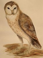 Art barn owl rs.jpg