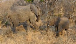 elephant and baby sony email DSC00122.jpg